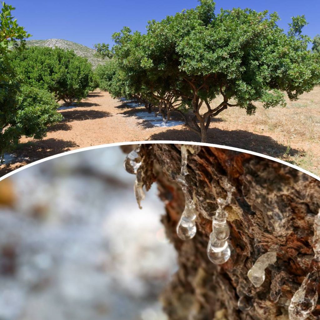 Armolia Köyü Sakız Adası